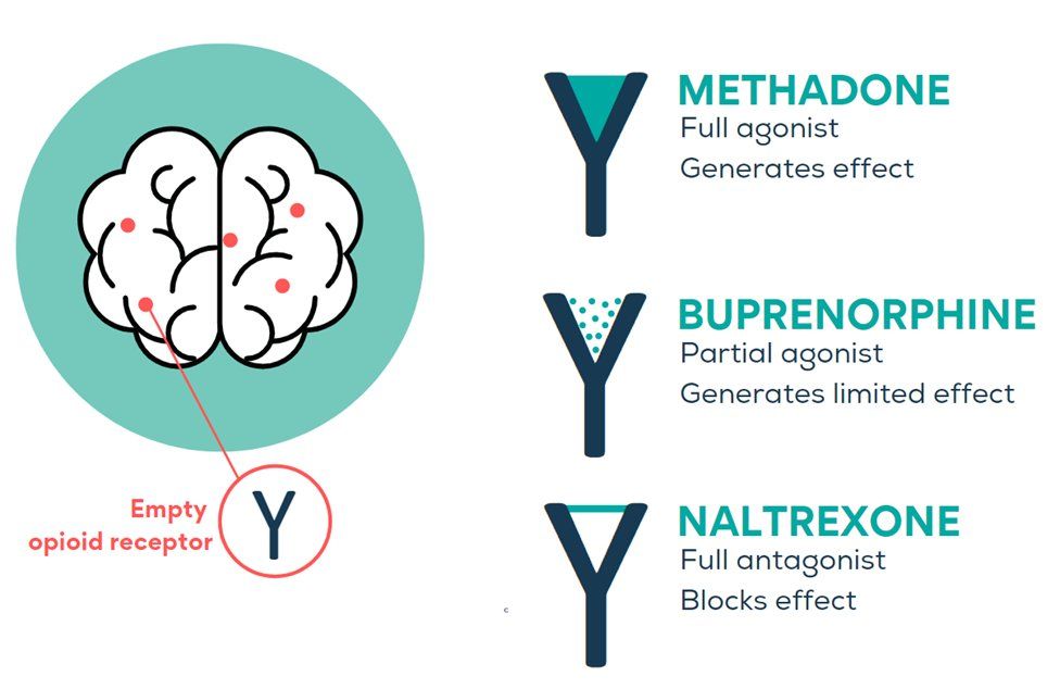 image illustrates how methadone, buprenorphine, and naltrexone interact with opioid receptors