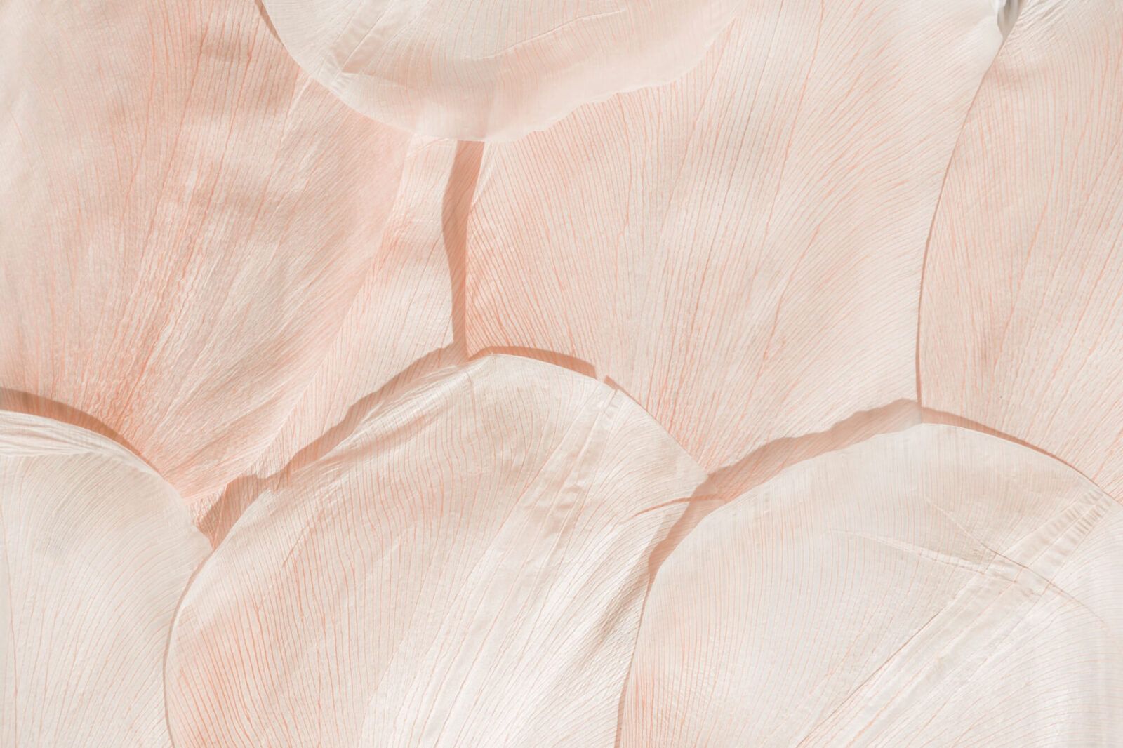 Nature abstract of flower petals, leaves with natural texture as natural background or backdrop.