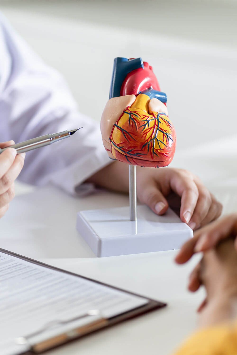 A doctor explaining a heart model during a medical consultation