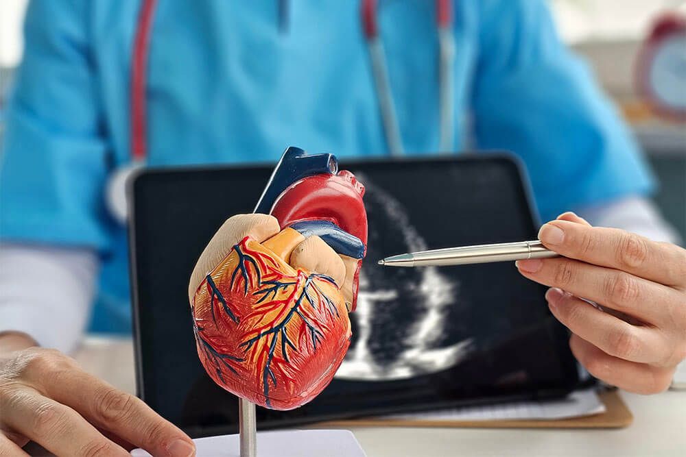 A doctor explaining a heart model during a medical consultation