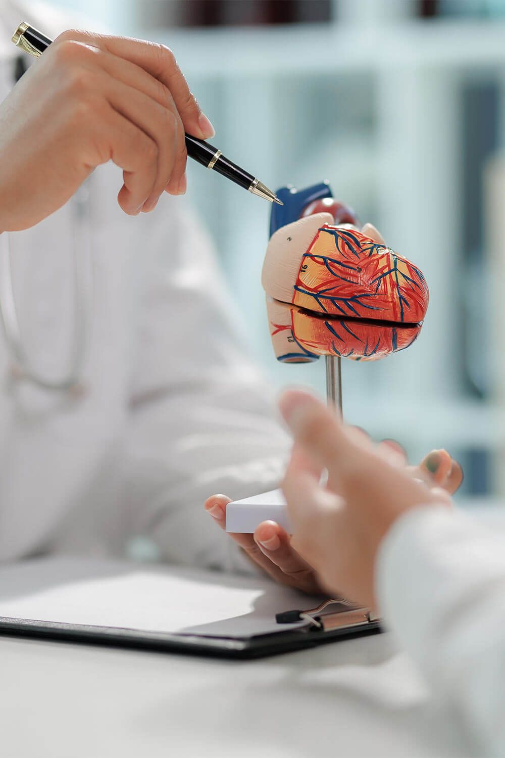 A doctor explaining a heart model during a medical consultation