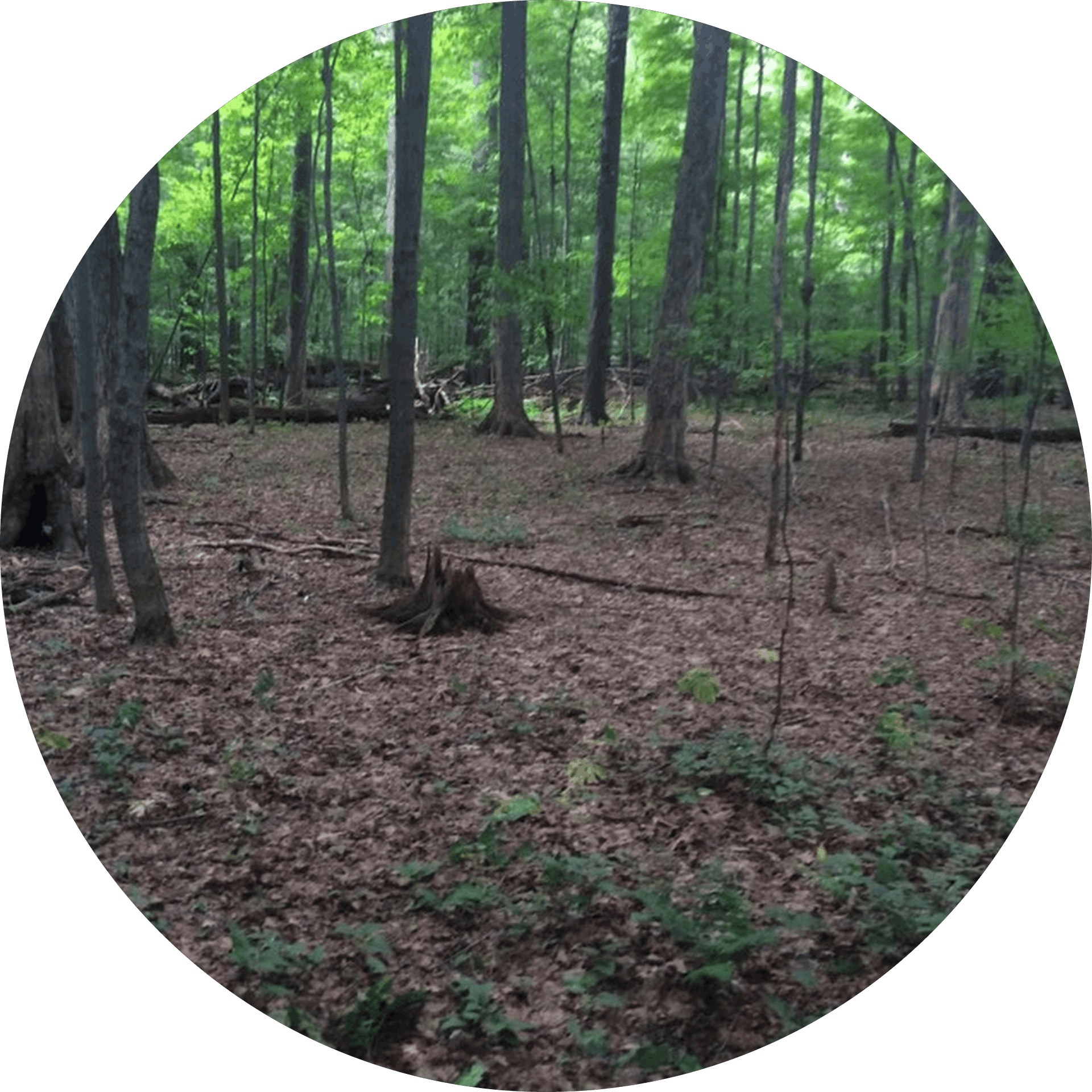 Forest Scenic