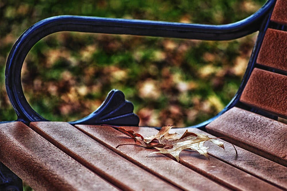 These lone leaves are resting peacefully on an otherwise empty park bench