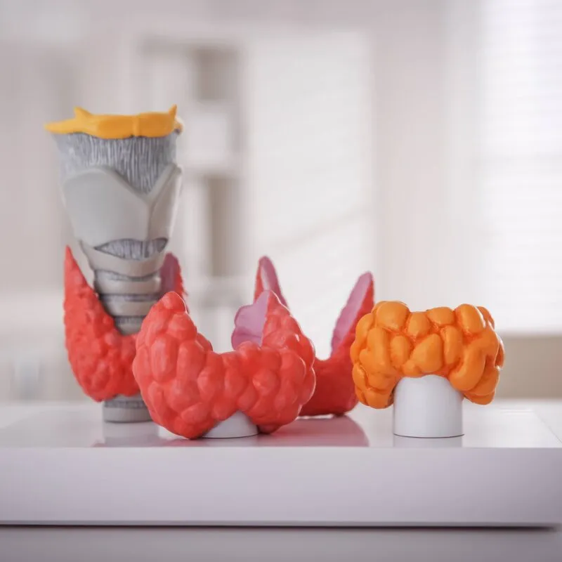 Thyroid gland models on white table in hospital