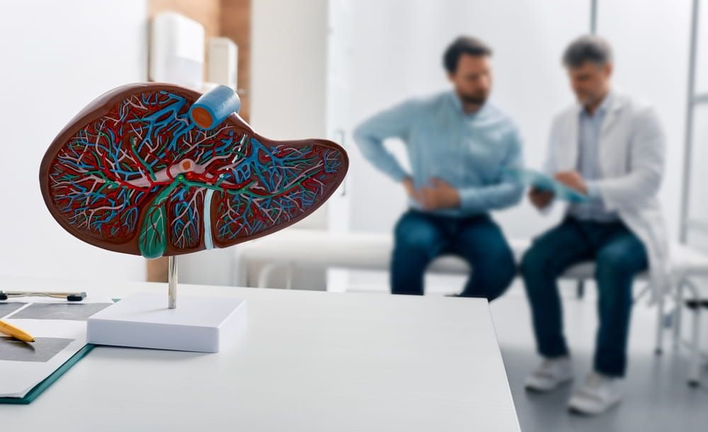Liver anatomical model on doctor's table during hepatologist consultation for patient