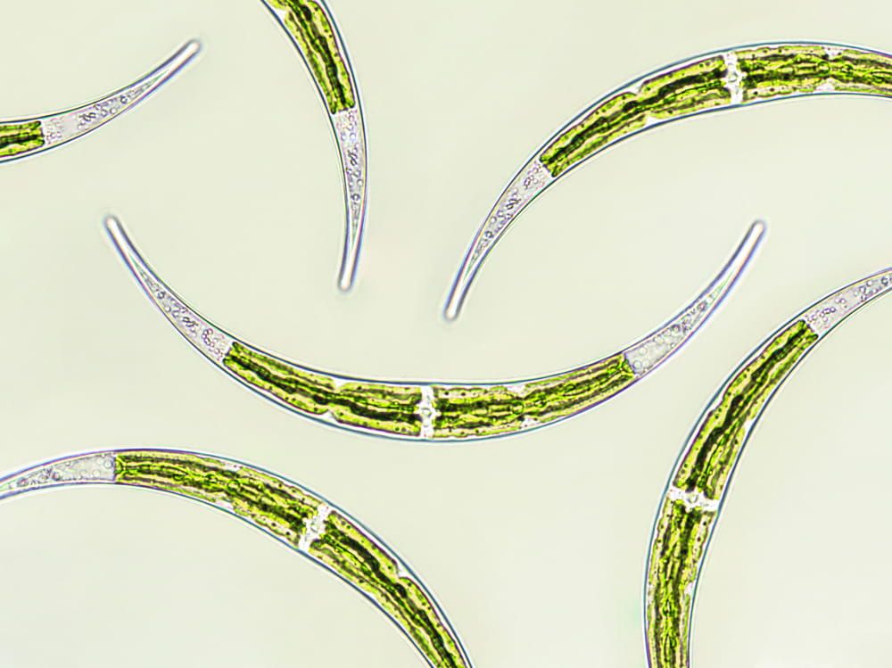 Closterium sp. Charophyta algae under microscopic view x40, Green algae