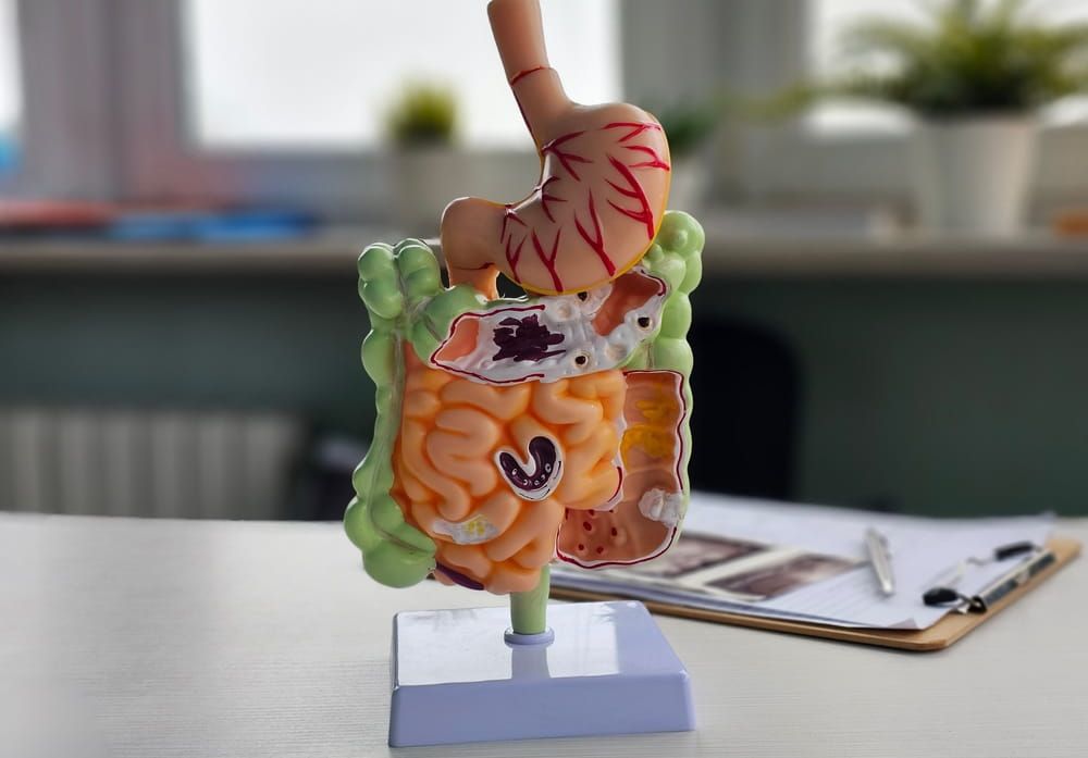 Educational model of the human digestive system on a desk in a study area