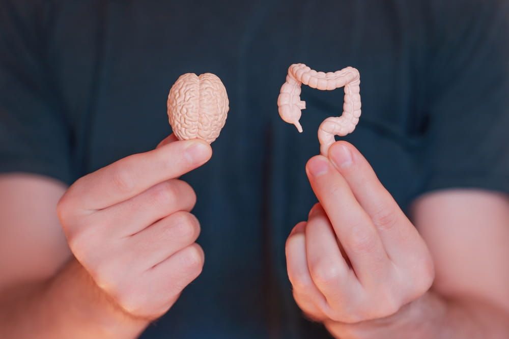 Close-up of two miniature models: one of a brain and the other of a gut