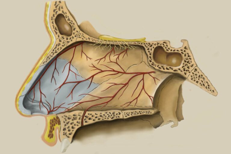 Nasal Septum or Medial Wall of Nose