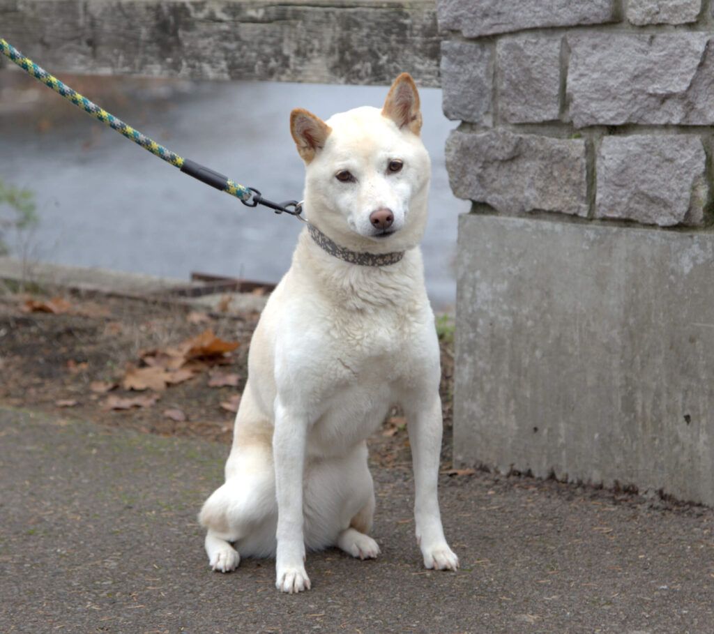 China, Dr. Dixon’s loyal Shiba Inu