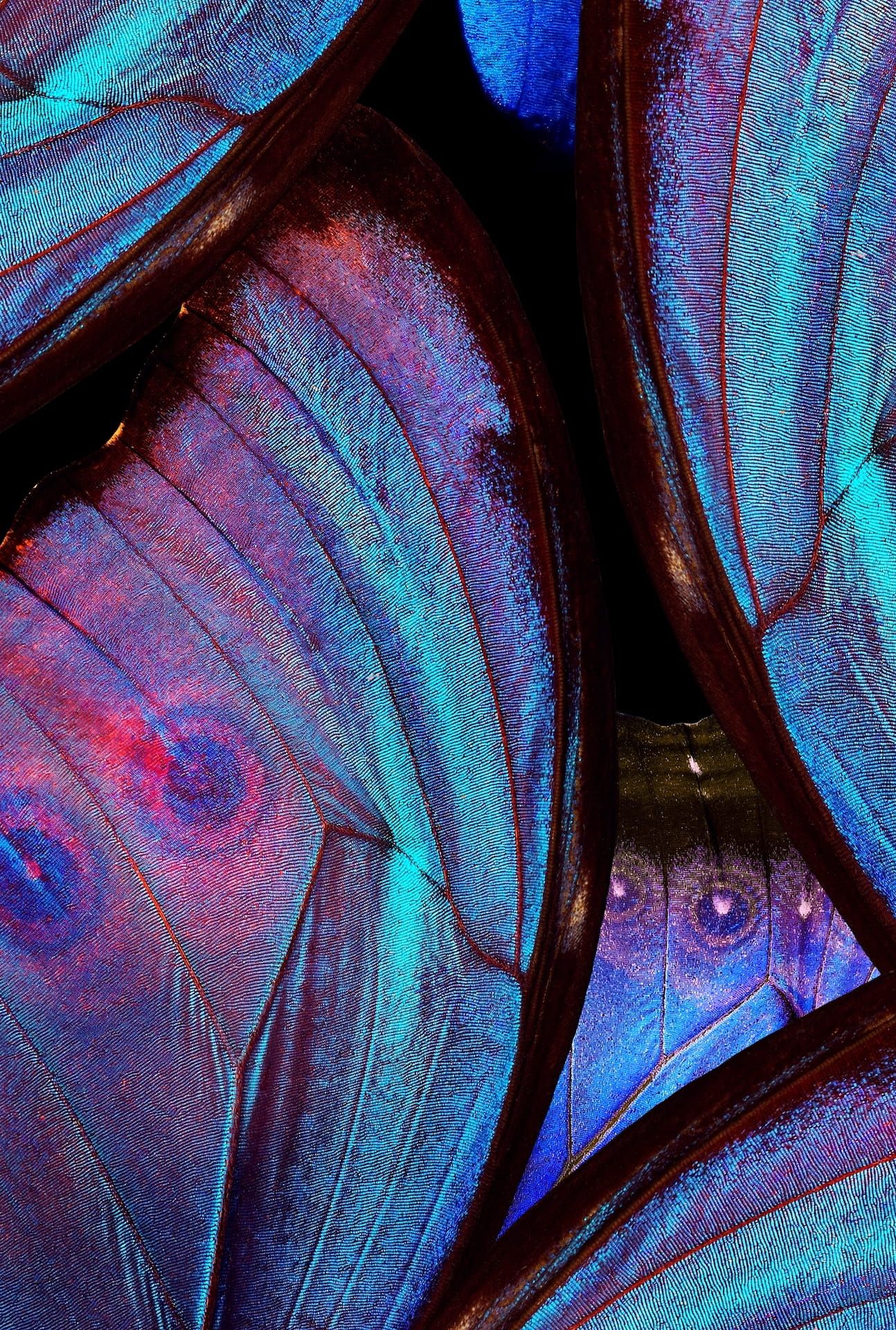 bright blue wings of a tropical morpho butterfly. ornament of butterfly wings. close up