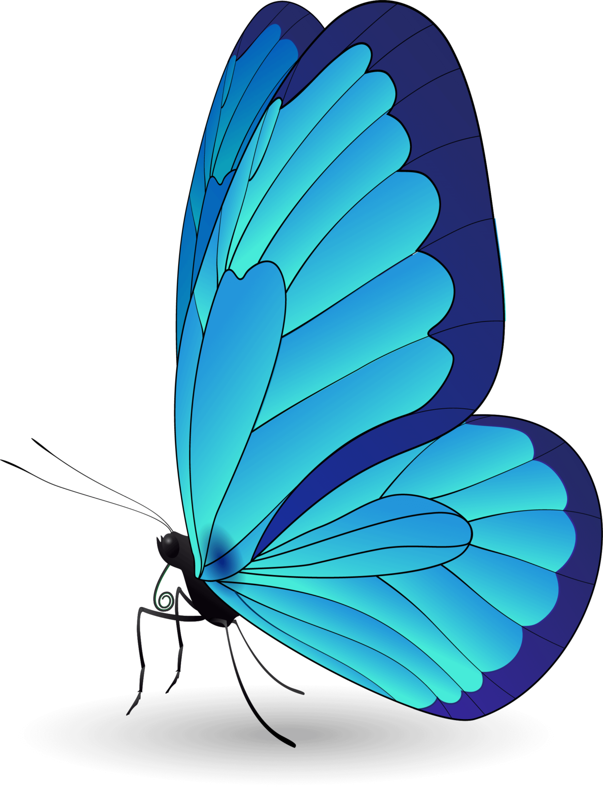 butterfly favicon