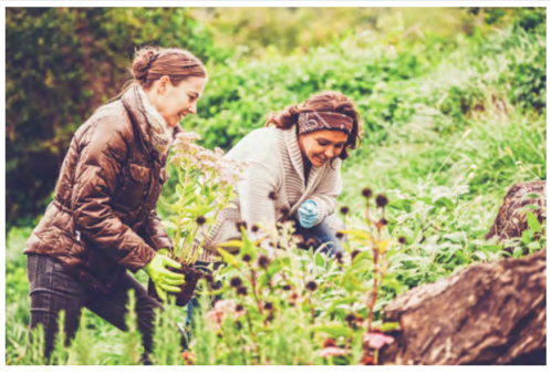 women harvesting potatoes in field