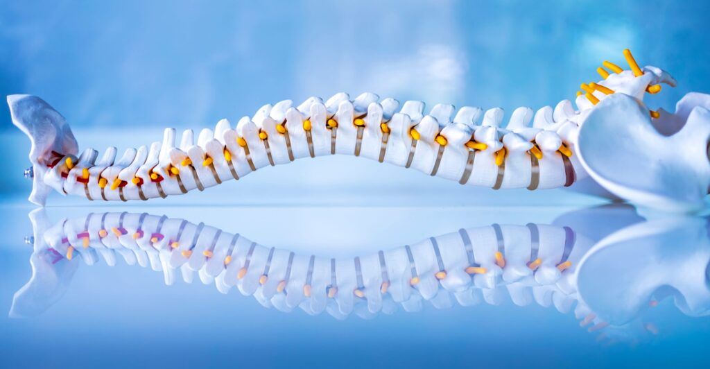 Total human spine skeleton model with beautiful reflection on glass table