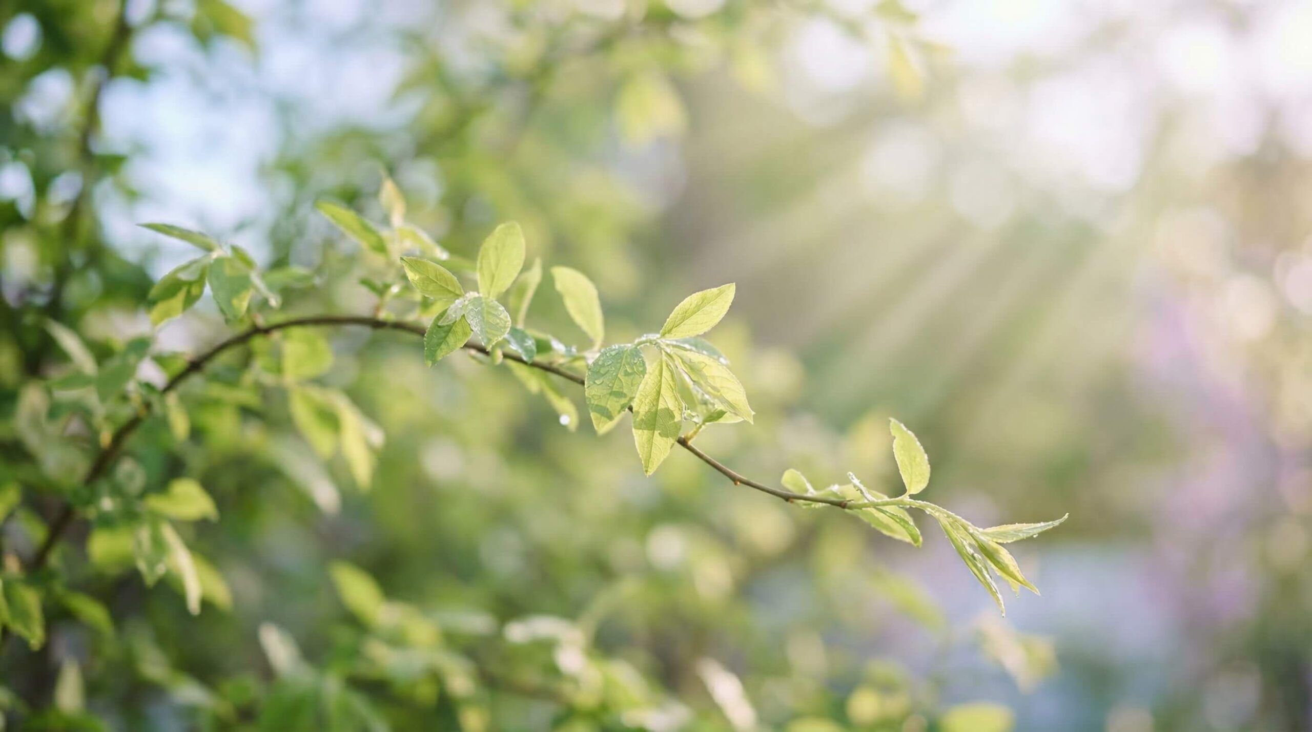 Minimal lifestyle stock photo of soft morning sunlight shining through fresh green leaves, calm and serene atmosphere